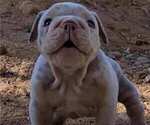 Small Photo #28 English Bulldog Puppy For Sale in HESPERIA, CA, USA