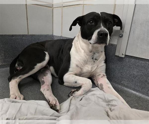 Medium Photo #1 American Staffordshire Terrier-Unknown Mix Puppy For Sale in San Antonio, TX, USA