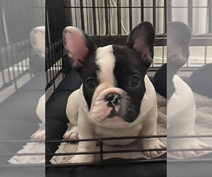 French Bulldog Puppy for sale in AUSTIN, TX, USA