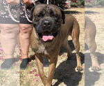 Small #1 Bullmastiff