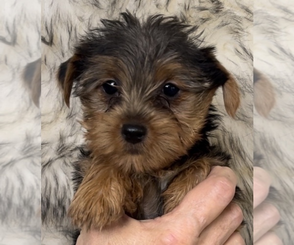 Medium Photo #12 Yorkshire Terrier Puppy For Sale in AZLE, TX, USA