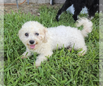 Small Poodle (Miniature)