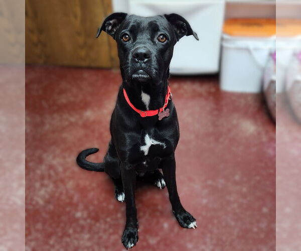 Medium Photo #5 Boxer-Unknown Mix Puppy For Sale in Fargo, ND, USA
