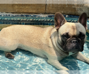 Mother of the French Bulldog puppies born on 06/13/2025