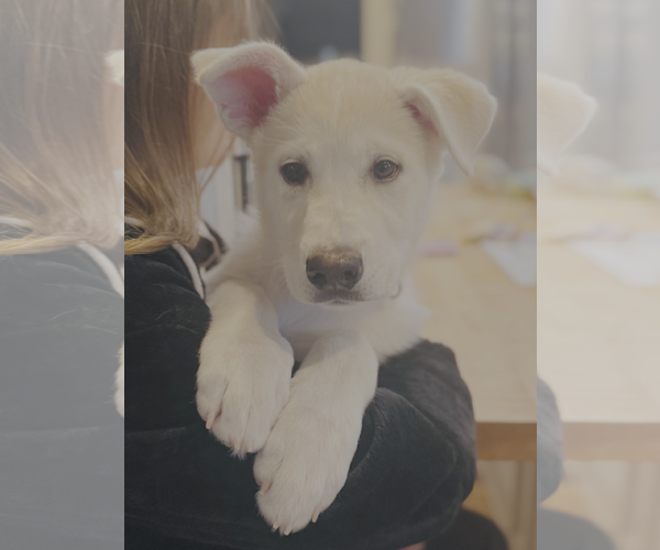 Medium Photo #1 Pyrenees Husky Puppy For Sale in Bellevue, WA, USA