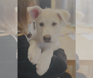 Pyrenees Husky Dogs for adoption in Bellevue, WA, USA