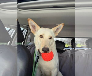 - Mix Dogs for adoption in Hoffman Estates, IL, USA