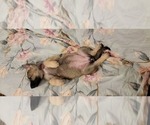 Small Photo #33 German Shepherd Dog Puppy For Sale in ANKENY, IA, USA