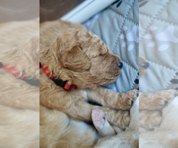 Medium Photo #5 Goldendoodle (Miniature) Puppy For Sale in DALLAS, OR, USA