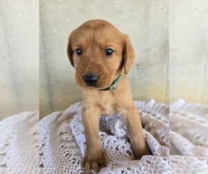 Labradoodle Puppy for sale in WILLIAMSTOWN, KY, USA