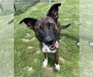 Mutt Dogs for adoption in Evansville, IN, USA