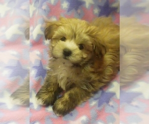 Shih-Poo Puppy for sale in ANDREWS, IN, USA