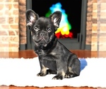 Small #5 French Bulldog