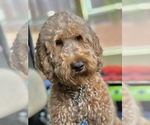 Small Photo #1 Goldendoodle Puppy For Sale in RANCHO MURIETA, CA, USA