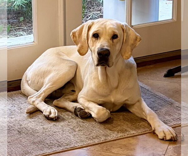 Medium Photo #6 Labrador Retriever-Unknown Mix Puppy For Sale in San Diego, CA, USA