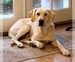 Small #5 Labrador Retriever Mix
