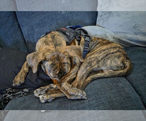 Medium Photo #4 Boxer Puppy For Sale in Austin, TX, USA