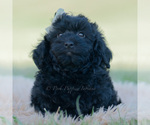 Small Photo #111 Goldendoodle (Miniature) Puppy For Sale in WARSAW, IN, USA