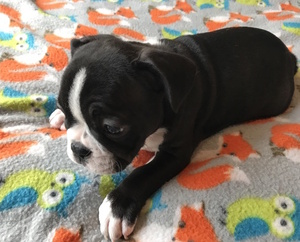 French Bulldog Puppy for sale in CHARLESTON, SC, USA