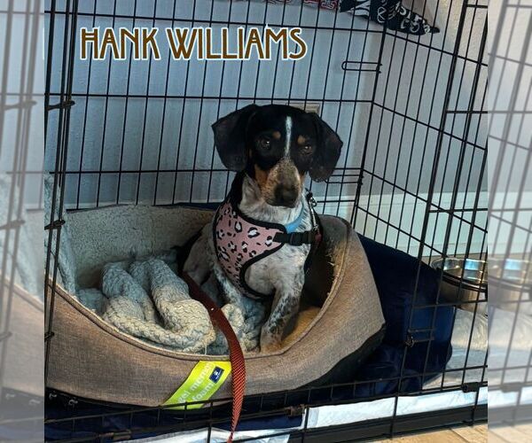 Medium Photo #7 Dachshund Puppy For Sale in San Antonio, TX, USA