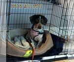 Small #6 Dachshund