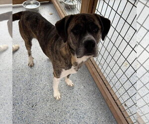 Anatolian Shepherd-Border Collie Mix Dogs for adoption in Leavenworth, KS, USA