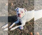 Small Photo #11 American Bulldog-Unknown Mix Puppy For Sale in Spotsylvania, VA, USA