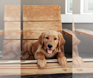 Golden Retriever Litter for sale in CHINO VALLEY, AZ, USA