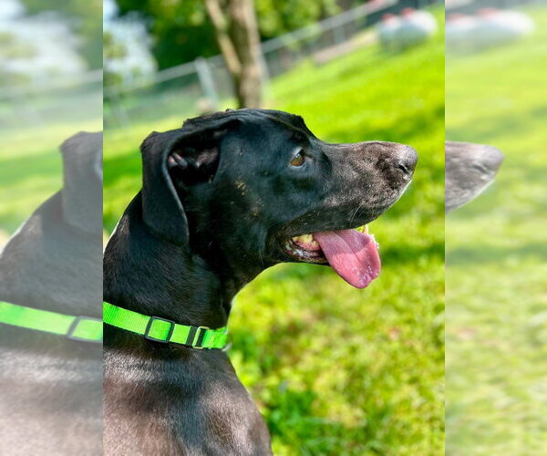 Medium Photo #2 Great Dane-Unknown Mix Puppy For Sale in Osgood, IN, USA