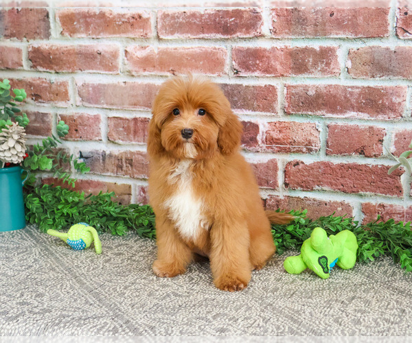 Medium Photo #18 Cavapoo (Miniature) Puppy For Sale in SYRACUSE, IN, USA