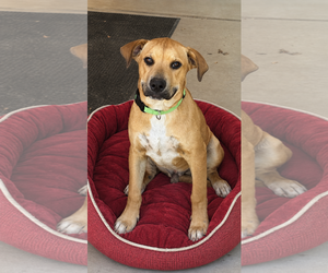 Labrador Retriever-Unknown Mix Dogs for adoption in Chandler, AZ, USA