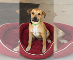 Small Labrador Retriever Mix