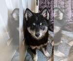 Puppy Willow Pomsky