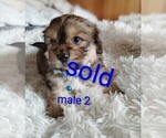 Small #4 Maltese-Silky Cocker Mix