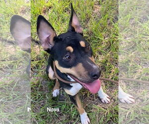 Nova - Female Catahoula Leopard Dog-Mountain Cur Mix Dog for Adoption - Photo #3