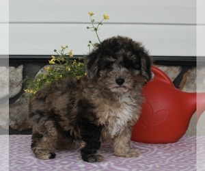 Poodle (Miniature) Puppy for sale in FREDERICKSBURG, OH, USA