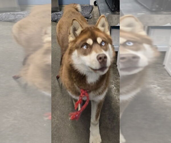 Medium Photo #1 Siberian Husky Puppy For Sale in Evansville, IN, USA