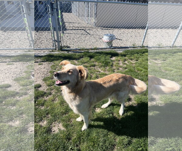 Medium Photo #2 Mutt Puppy For Sale in Emmett, ID, USA