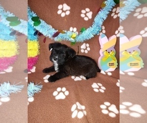 Yorkshire Terrier Puppy for sale in LAPEER, MI, USA