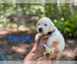 Puppy Everest English Cream Golden Retriever