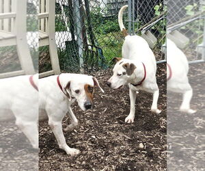 Mutt Dogs for adoption in Bloomingdale, NJ, USA