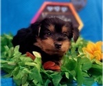Small Photo #316 Yorkshire Terrier Puppy For Sale in AKRON, OH, USA
