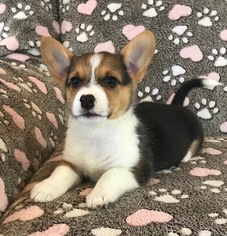 Pembroke Welsh Corgi Puppy for sale in CLEMENTS, MD, USA