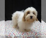 Jacky - Female Shih-Poo Puppy for Sale - Photo #4