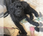 Puppy Puppy 1 Junior Schnauzer (Giant)