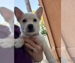 Small Photo #3 Mutt Puppy For Sale in Dana Point, CA, USA