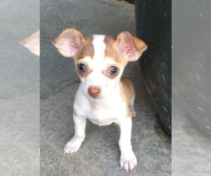 Chihuahua Puppy for sale in DARDENNE, MO, USA