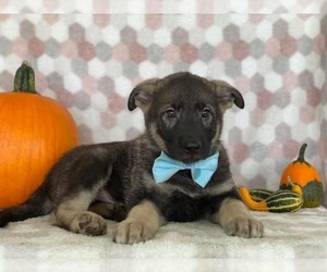 German Shepherd Dog-Unknown Mix Puppy for sale in LANCASTER, PA, USA