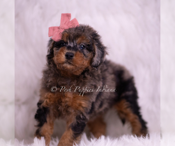 Medium Photo #4 Poodle (Miniature) Puppy For Sale in WARSAW, IN, USA