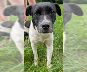 Labbe Dogs for adoption in Crystal, MN, USA